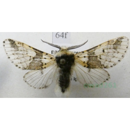 Furcula bicuspis (Borkhausen, 1790) male Widłogonka dwurożka Czech64f